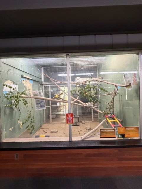 umbrella cockatoo exhibit