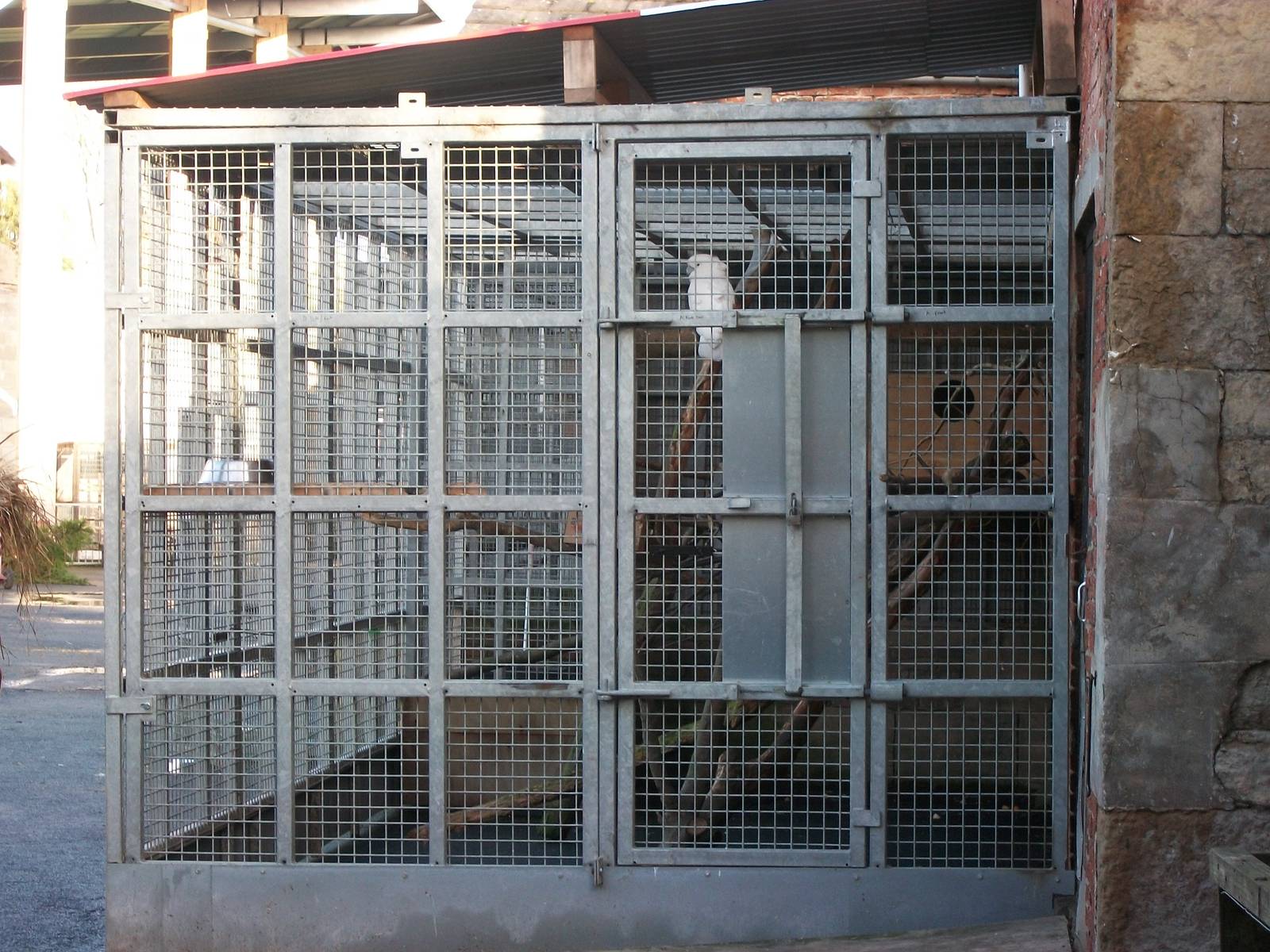 Umbrella Cockatoo in Keepers' Yard, 3rd January 2014