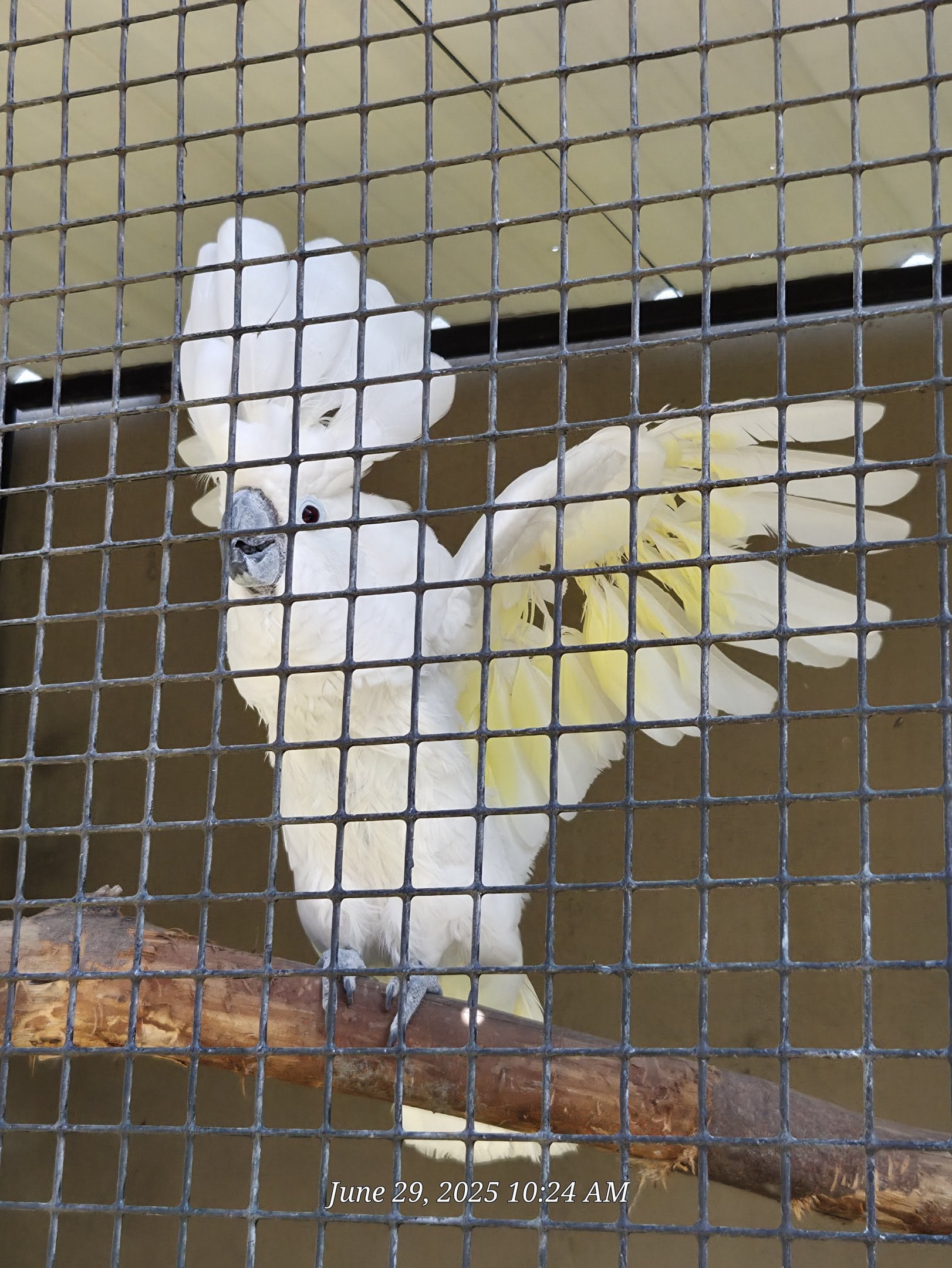 Umbrella Cockatoo-Tanganyika Wildlife Park