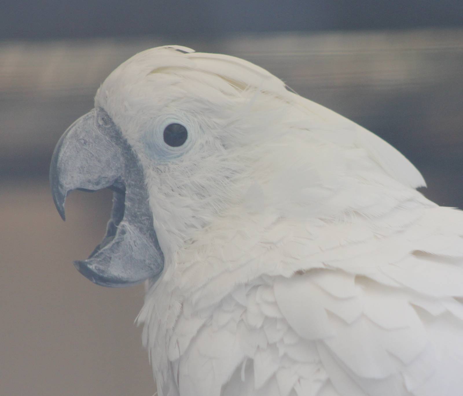 umbrella cockatoo