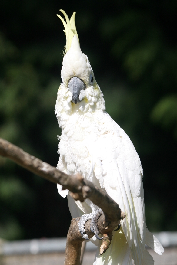 Umbrella Cockatoo