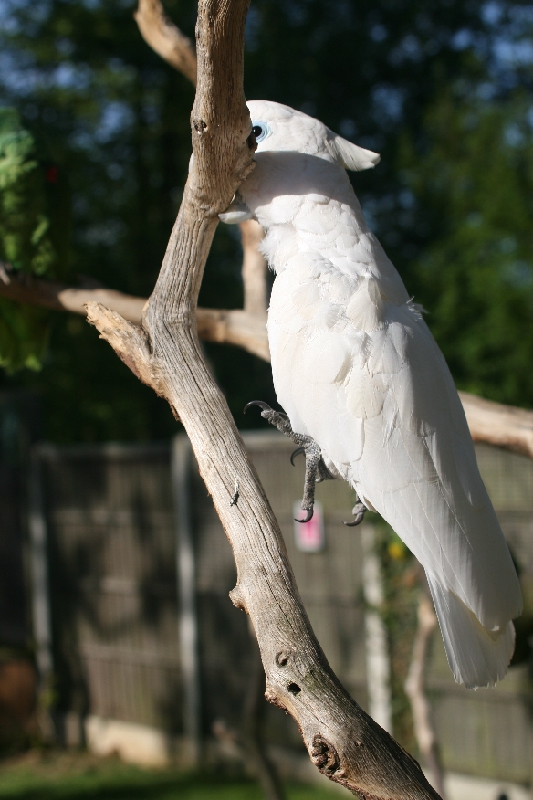 Umbrella Cockatoo