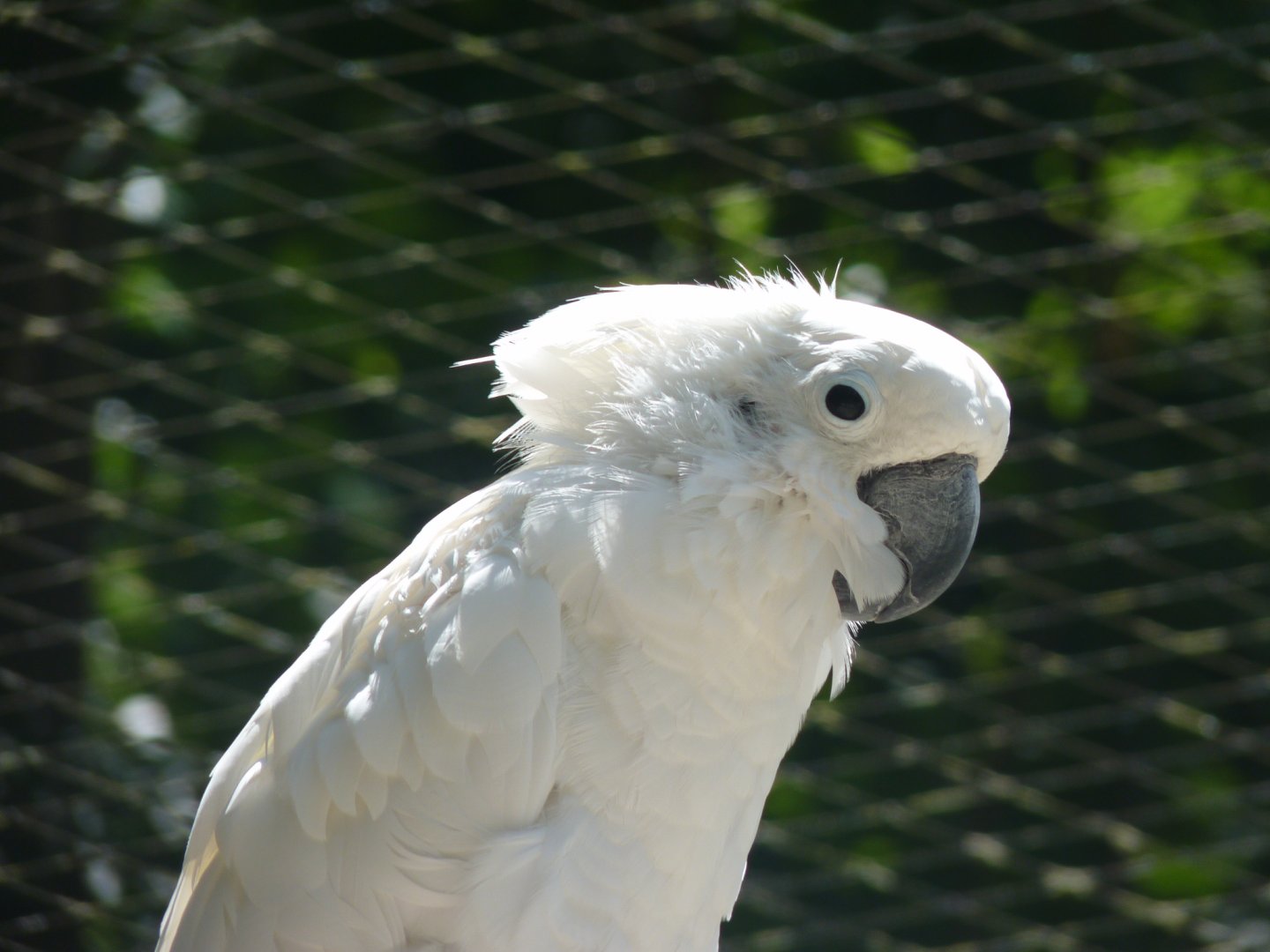 Umbrella cockatoo