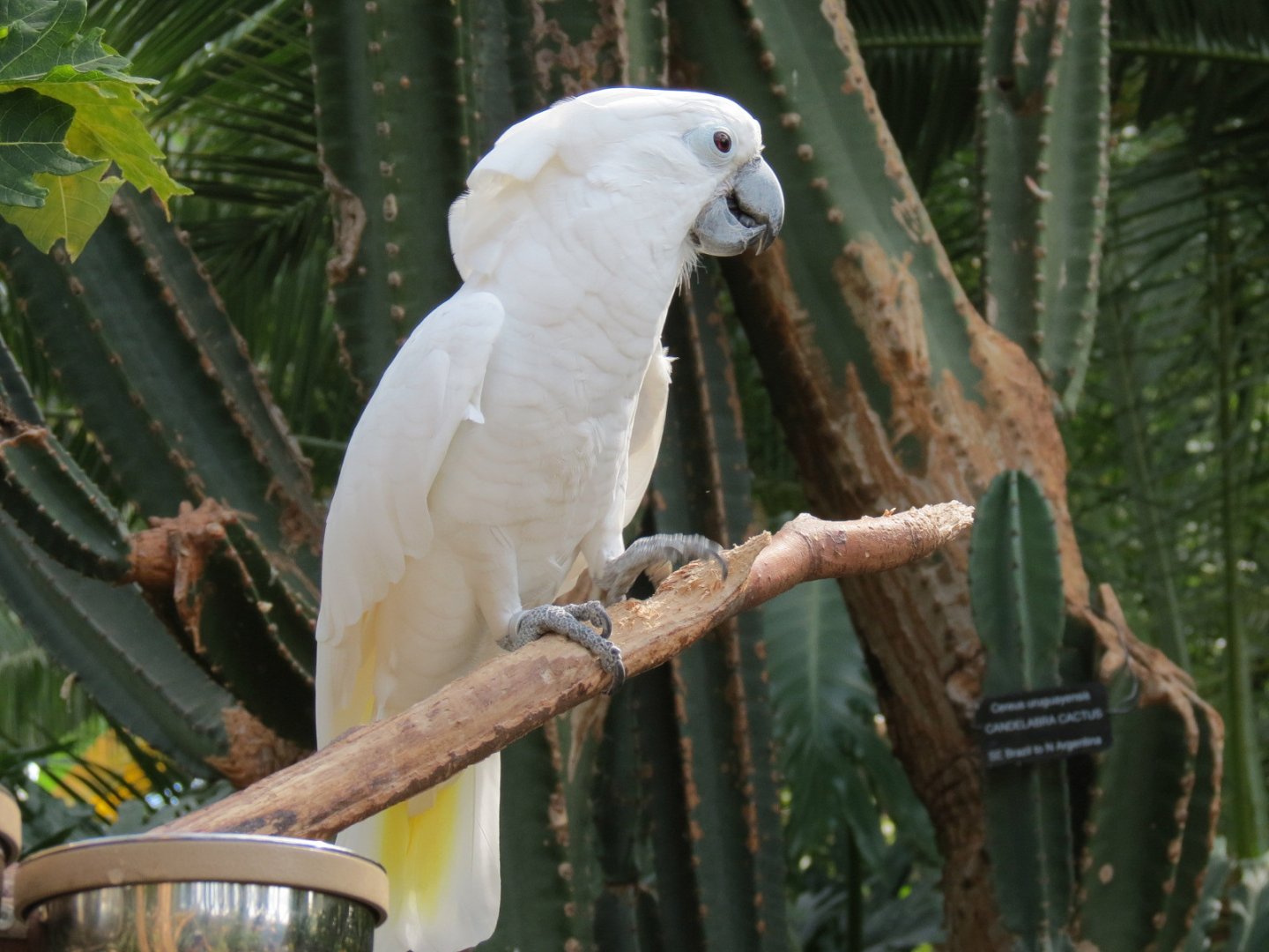 Umbrella Cockatoo