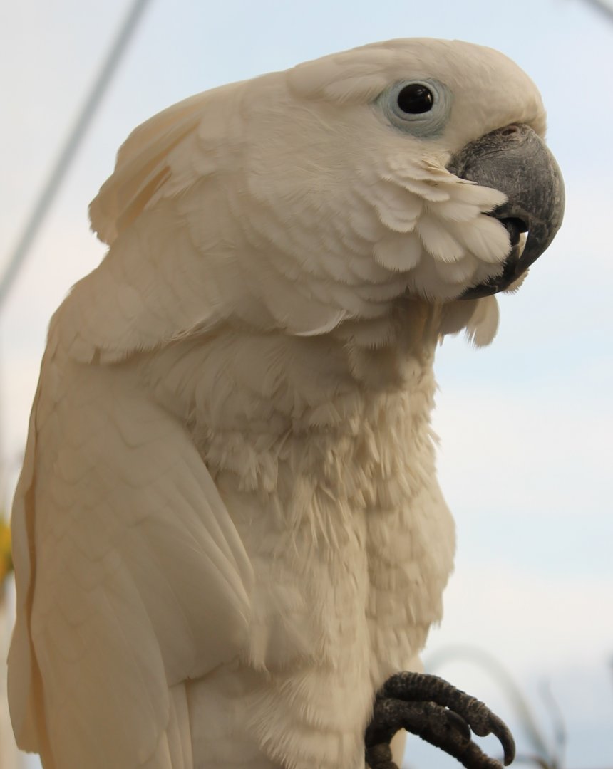 Umbrella cockatoo