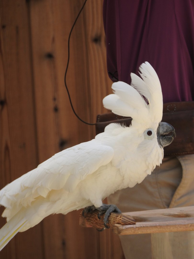 Umbrella Cockatoo