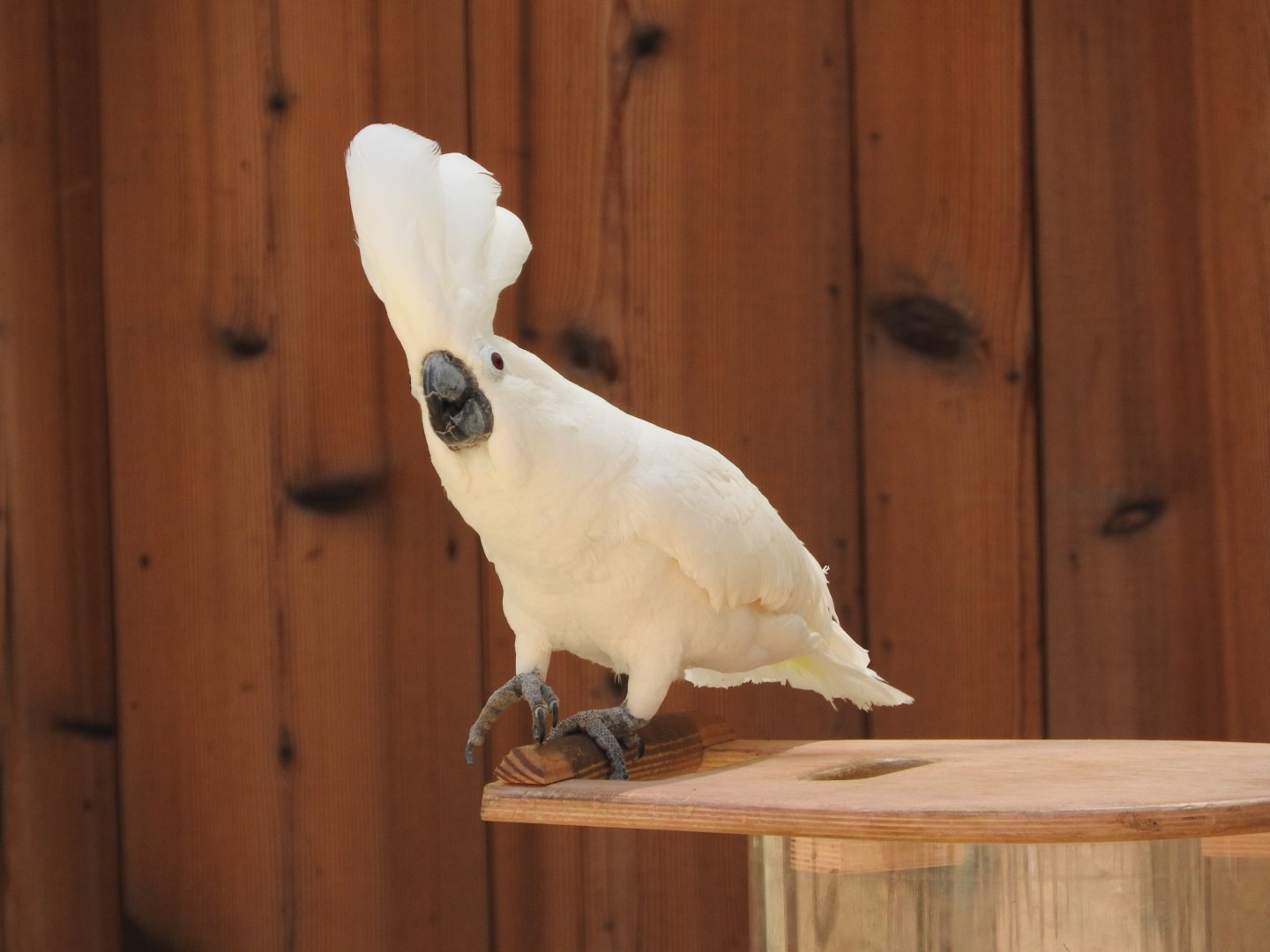 Umbrella Cockatoo