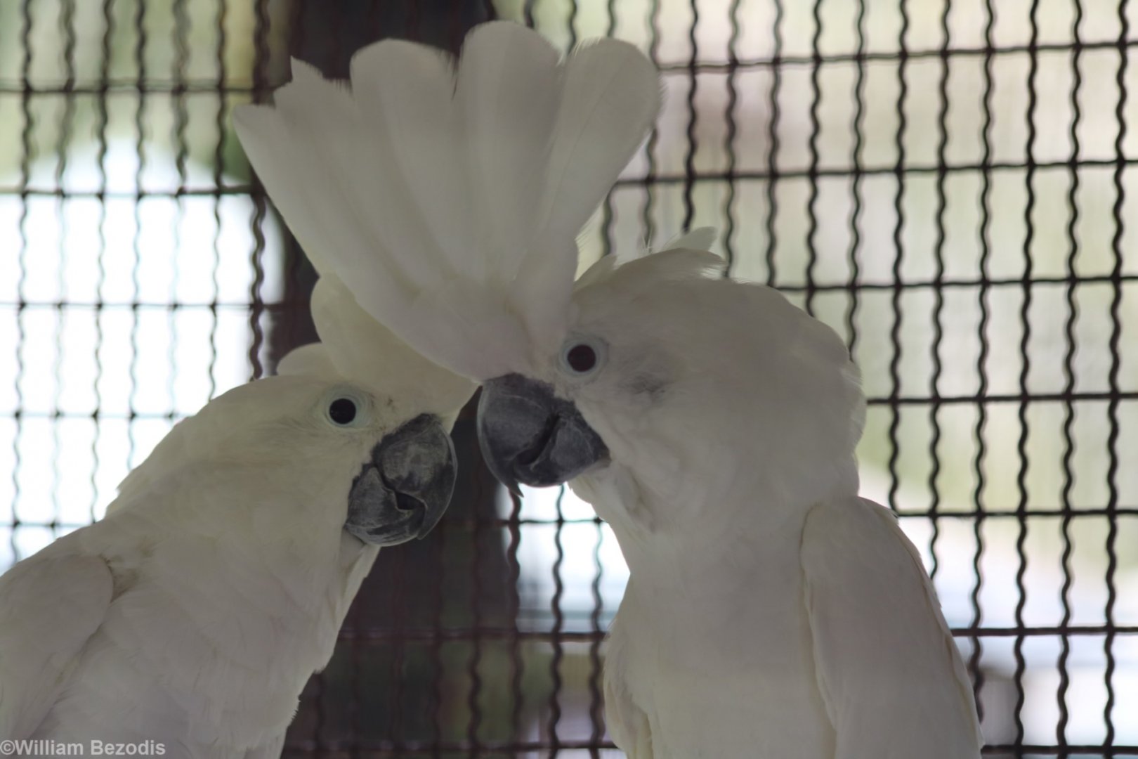 Umbrella Cockatoo