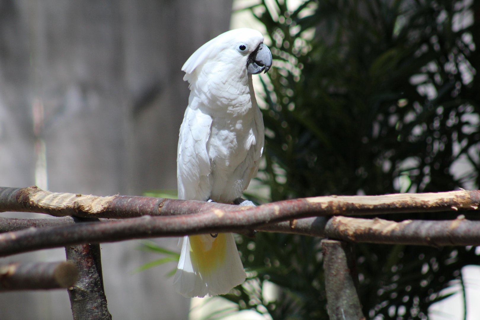 Umbrella Cockatoo