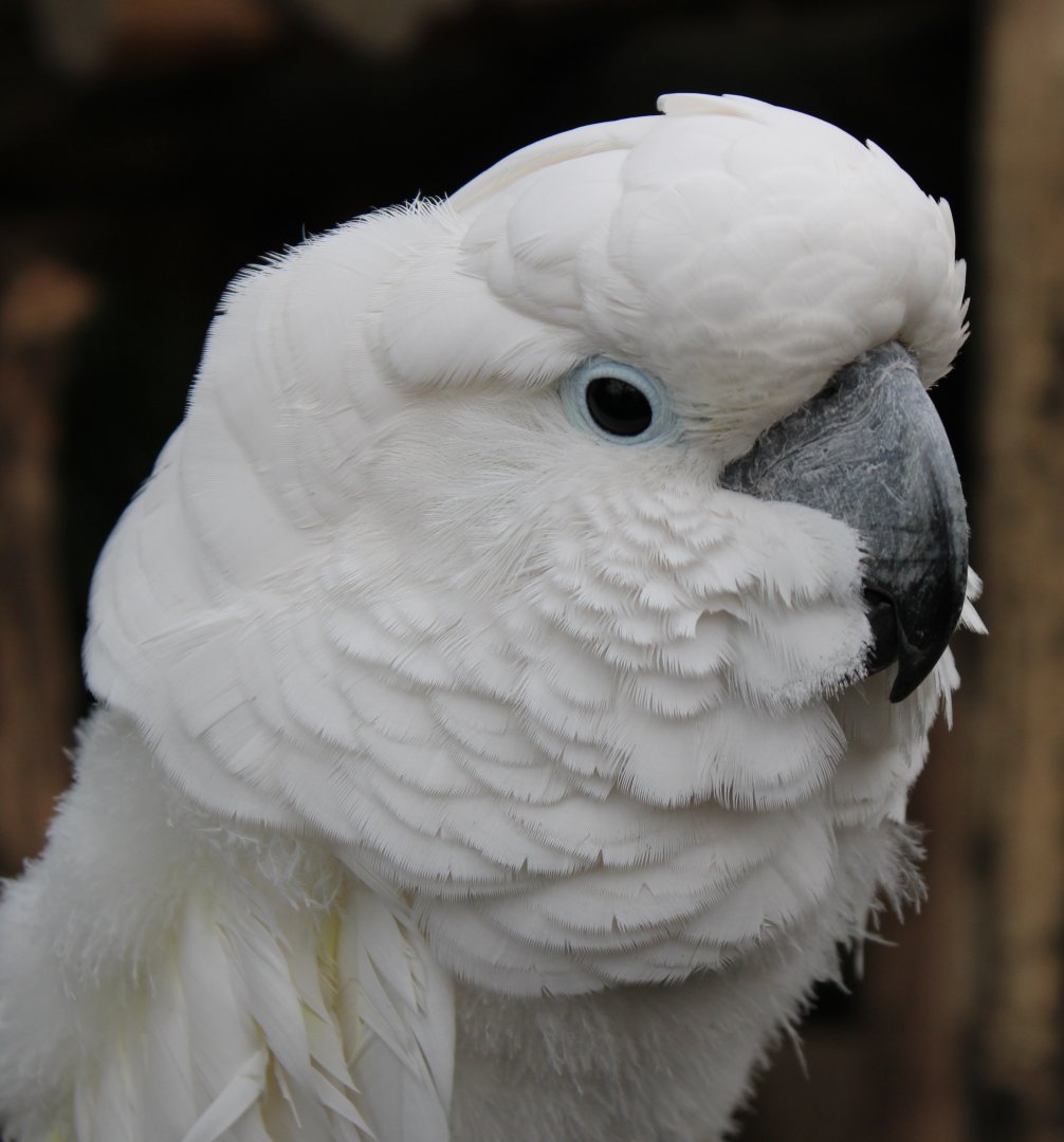 Umbrella cockatoo