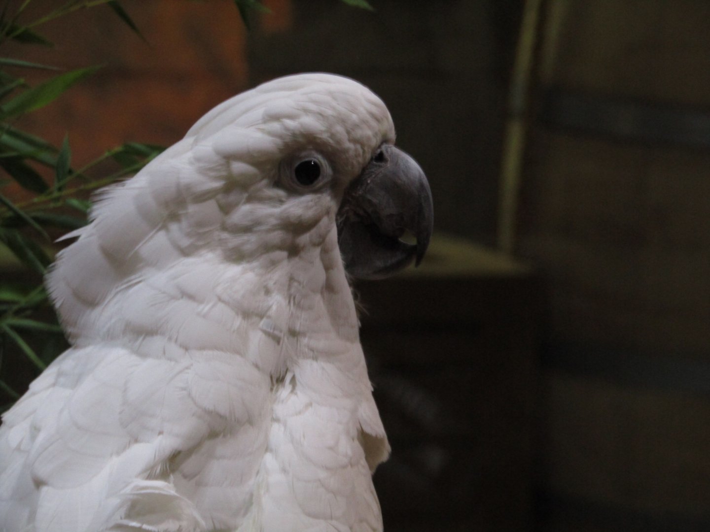 Umbrella Cockatoo