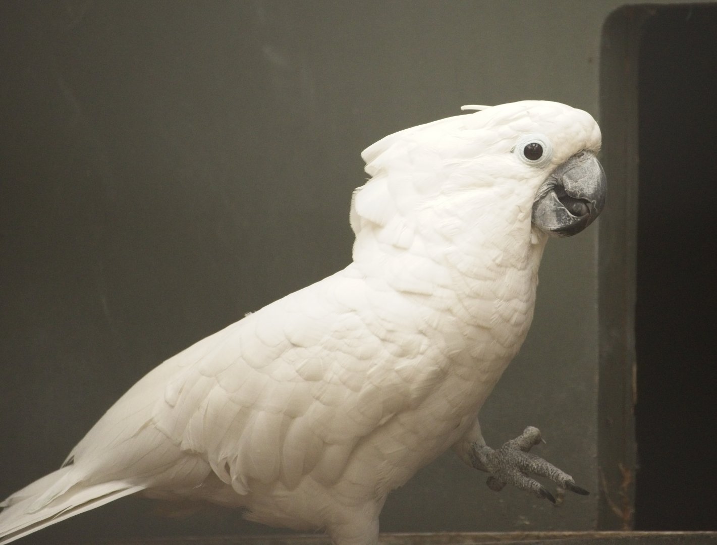 Umbrella Cockatoo