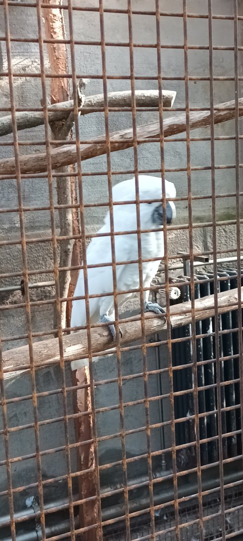 Umbrella Cockatoo