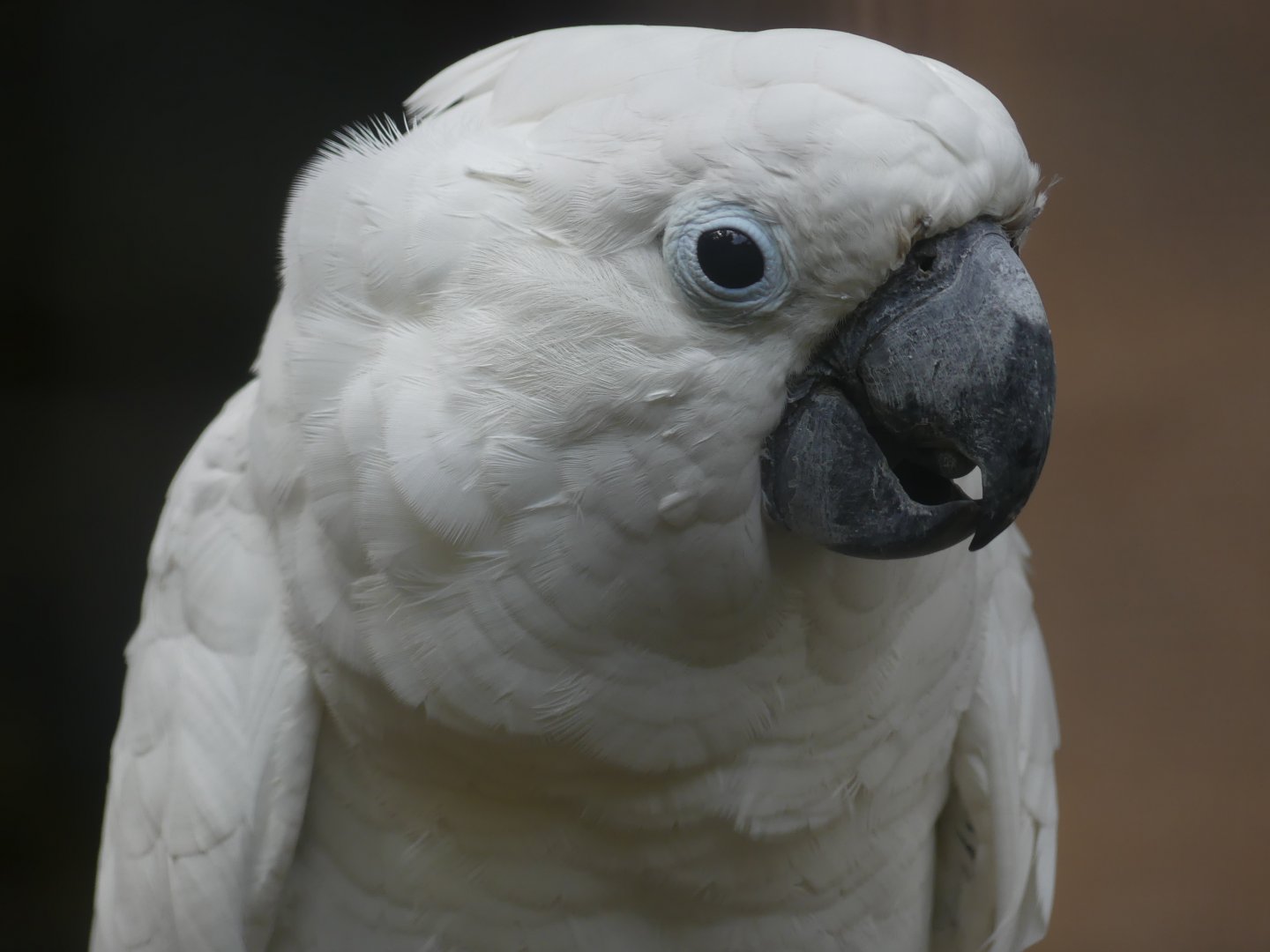 Umbrella Cockatoo