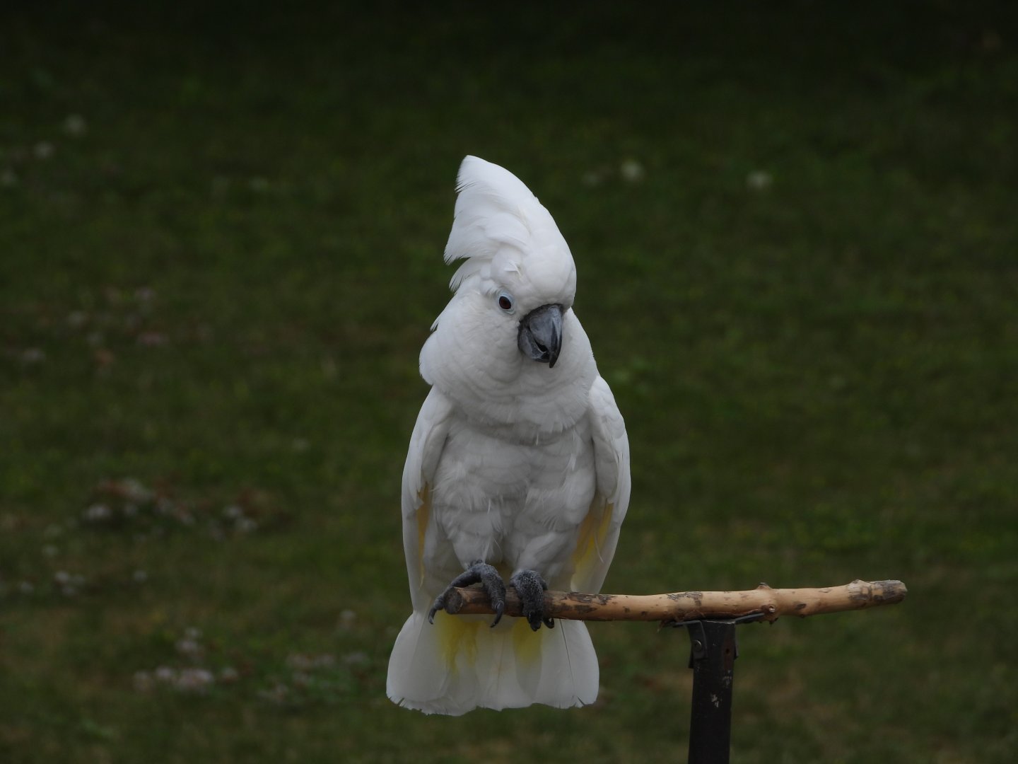 Umbrella cockatoo
