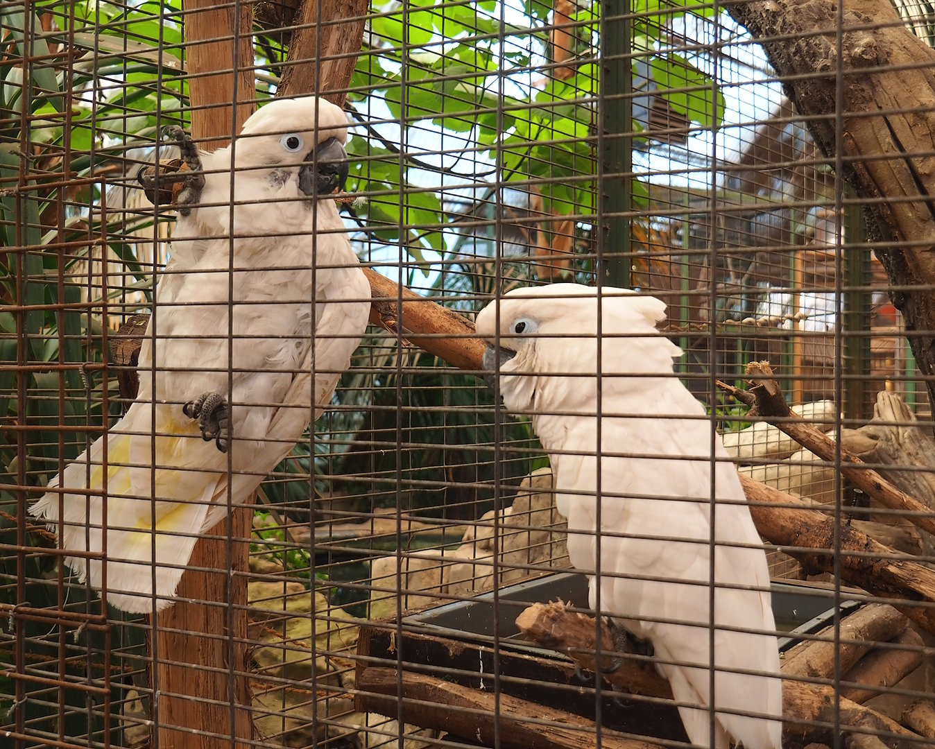 Umbrella cockatoos (Cacatua alba), 2023-05-19