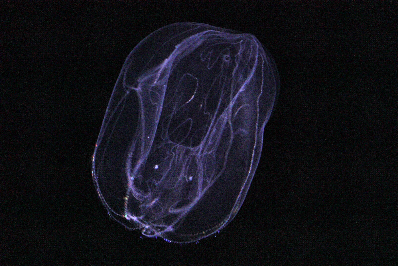 Umbrella Comb Jelly (Thalassocalyce Inconstans)
