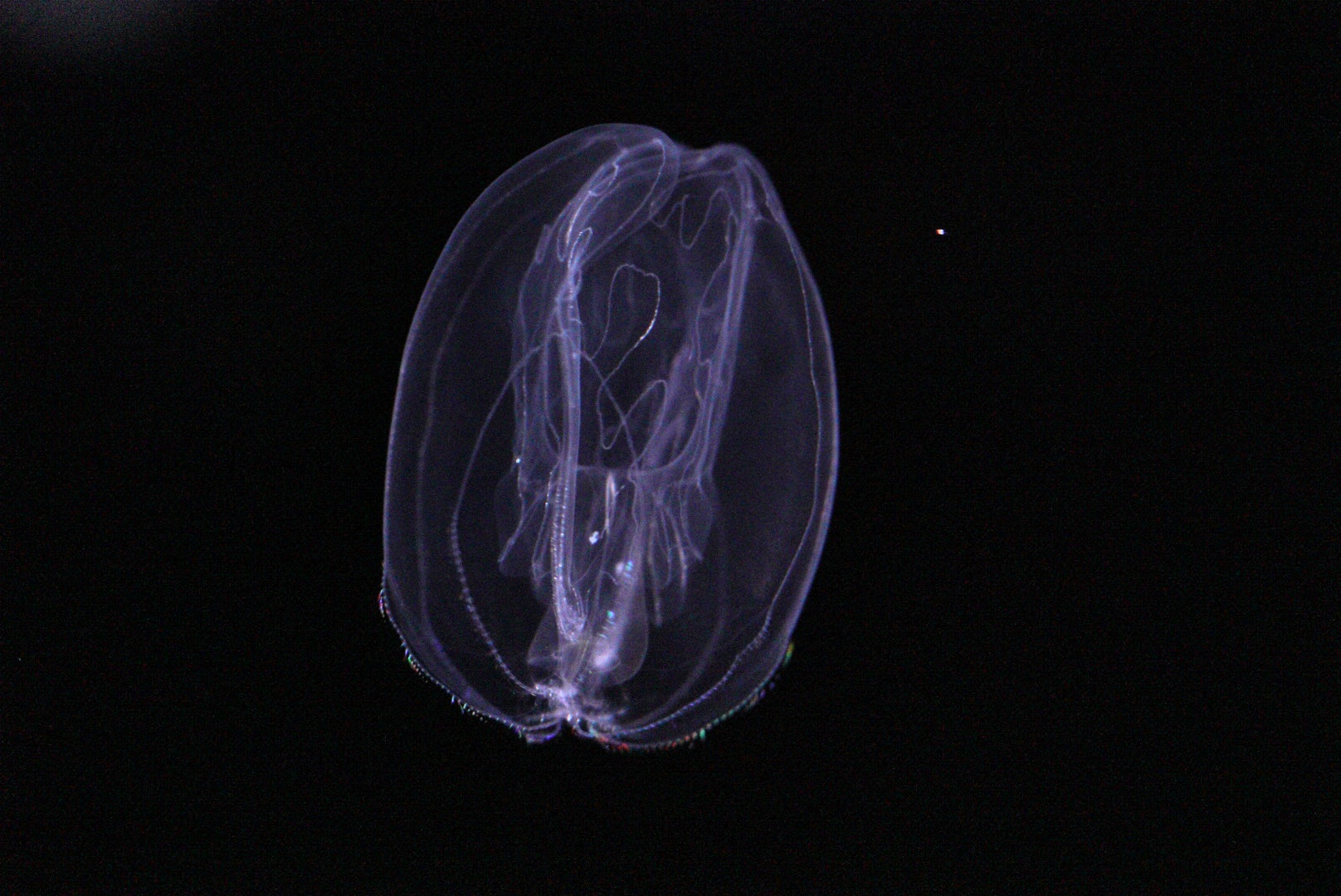 Umbrella Comb Jelly (Thalassocalyce Inconstans)
