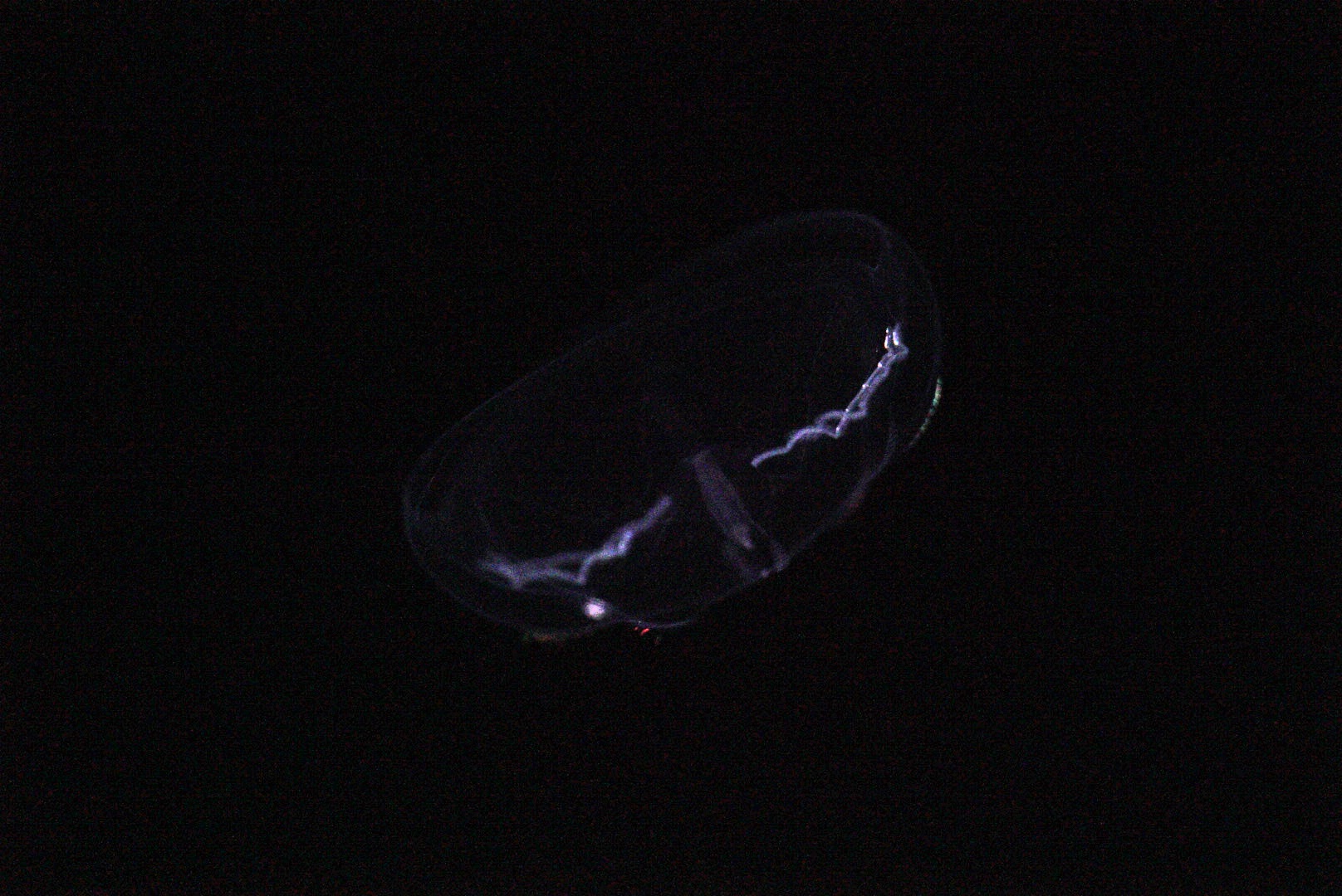 Umbrella Comb Jelly (Thalassocalyce Inconstans)
