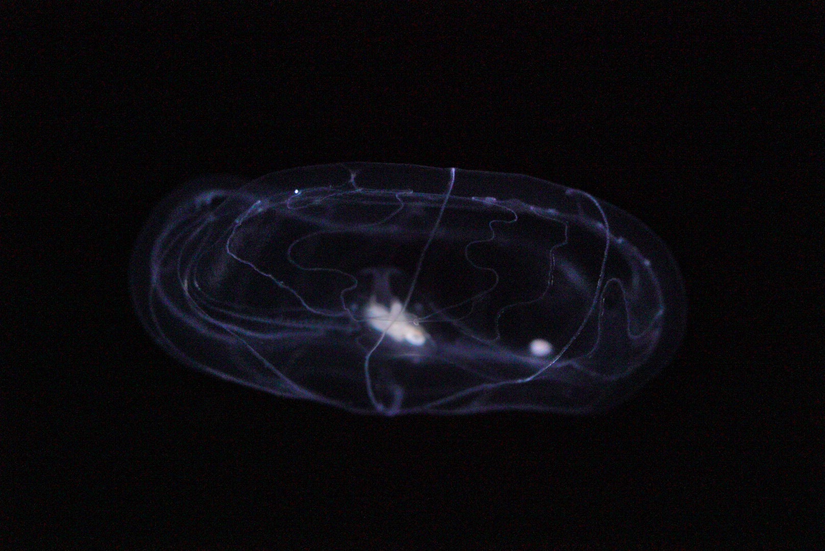 Umbrella Comb Jelly (Thalassocalyce Inconstans)