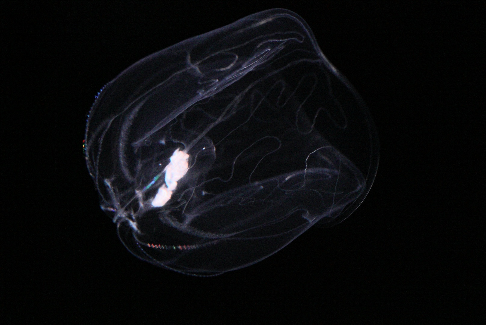 Umbrella Comb Jelly (Thalassocalyce Inconstans)