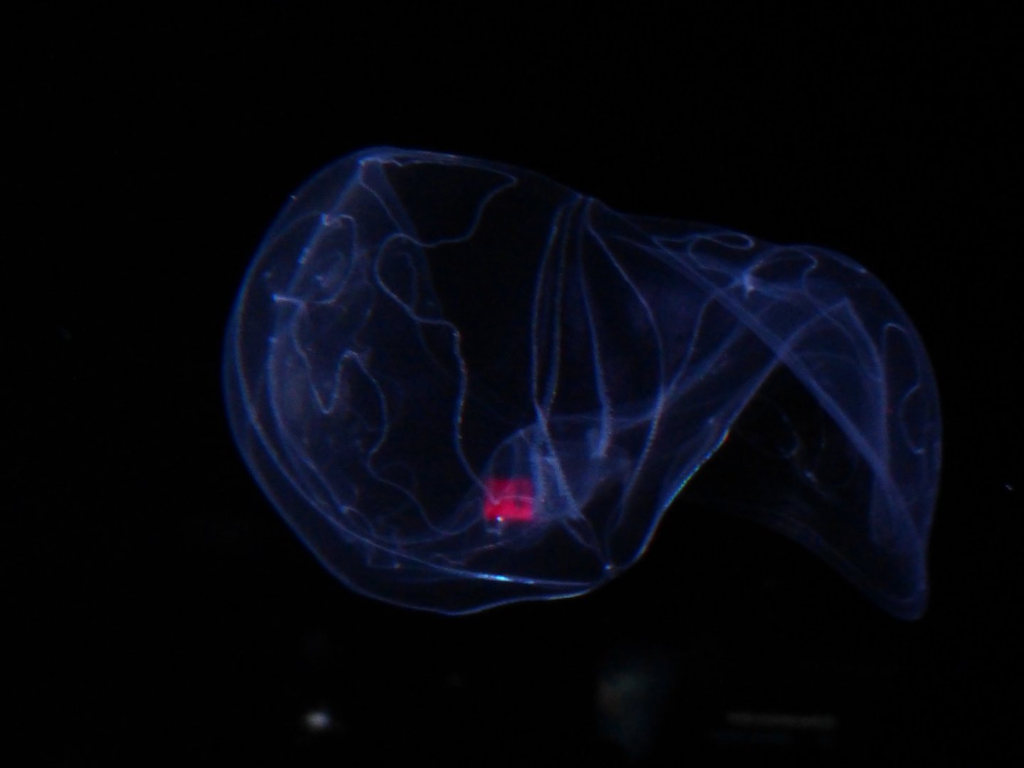 Umbrella comb jelly