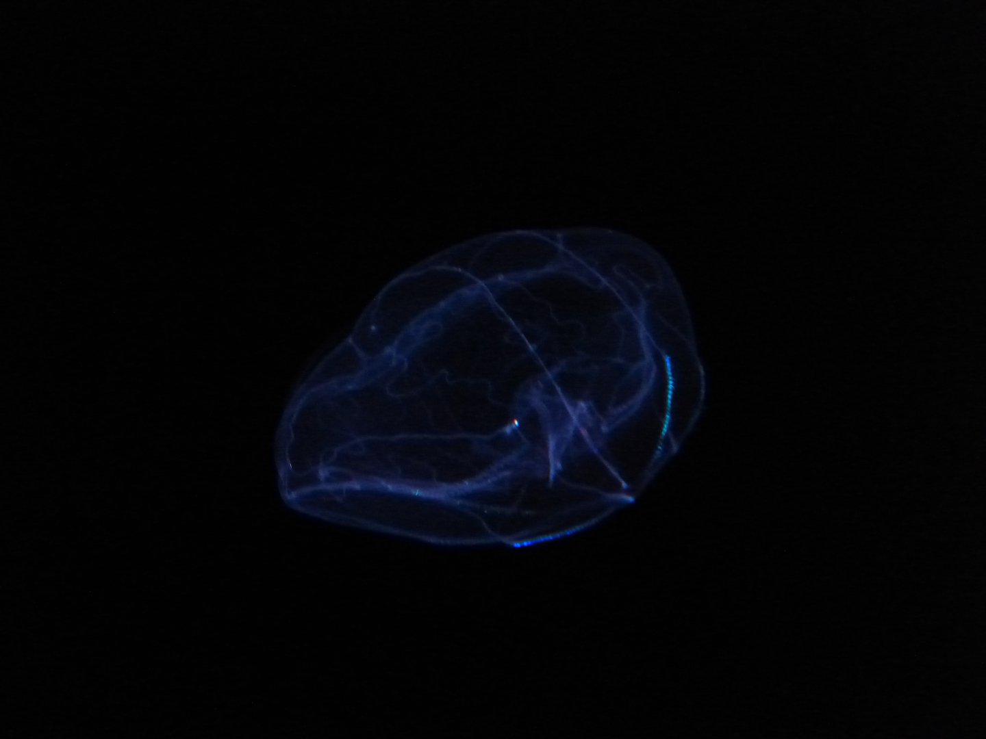 Umbrella comb jelly