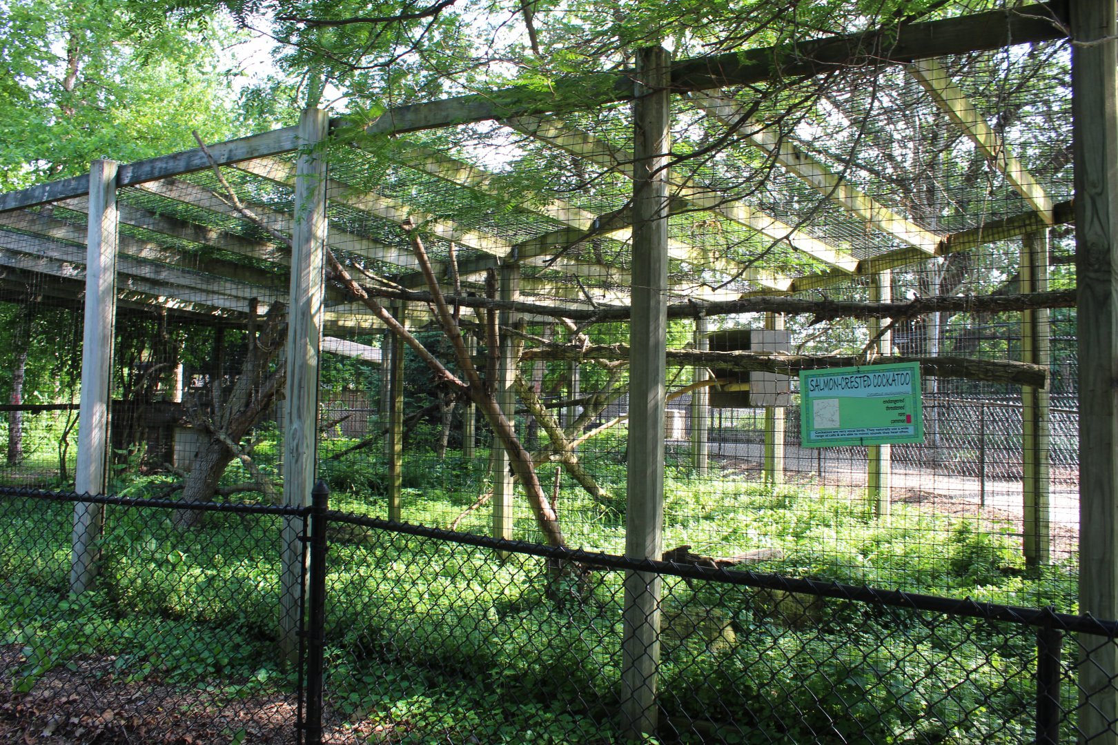 Umbrella-crested Cockatoo Exhibit
