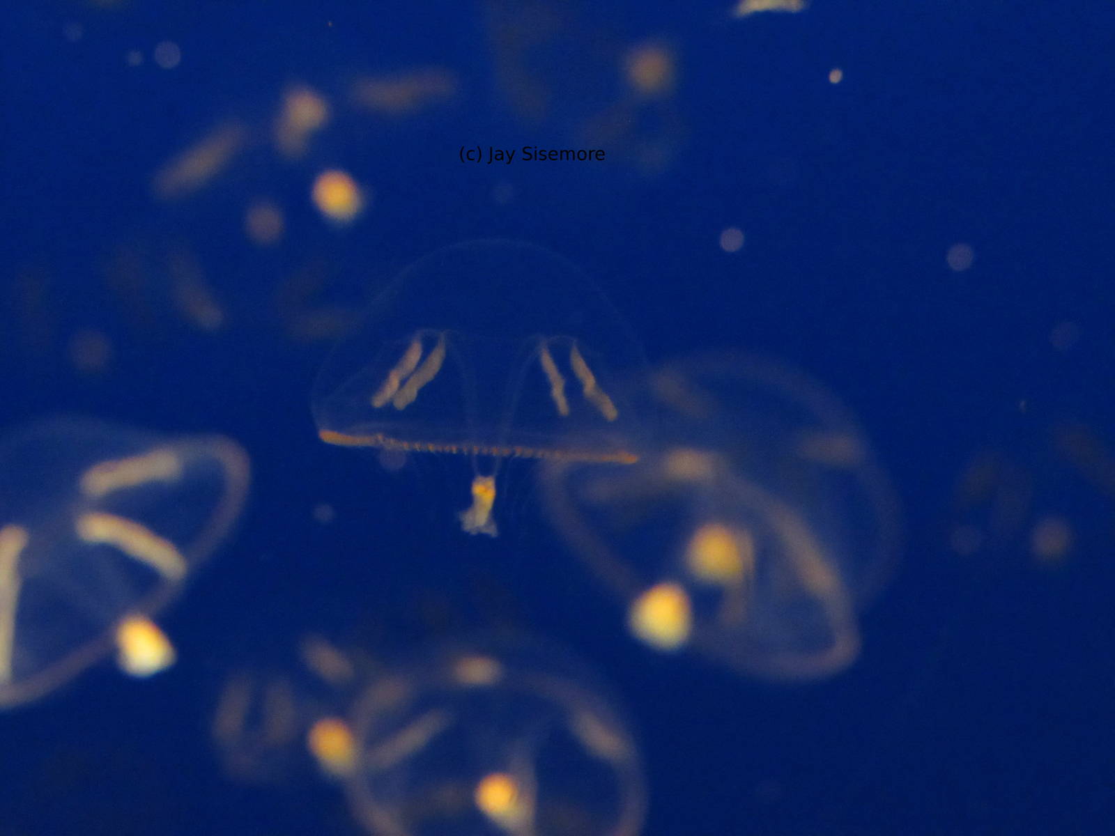 Umbrella Jelly