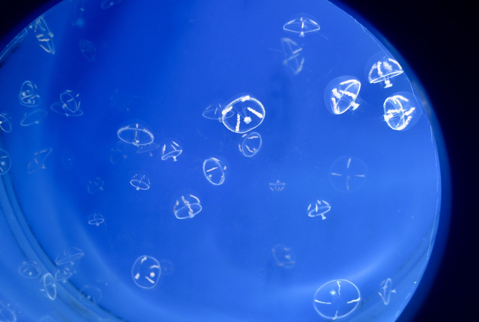Umbrella Jellyfish (Eutonina indicans)