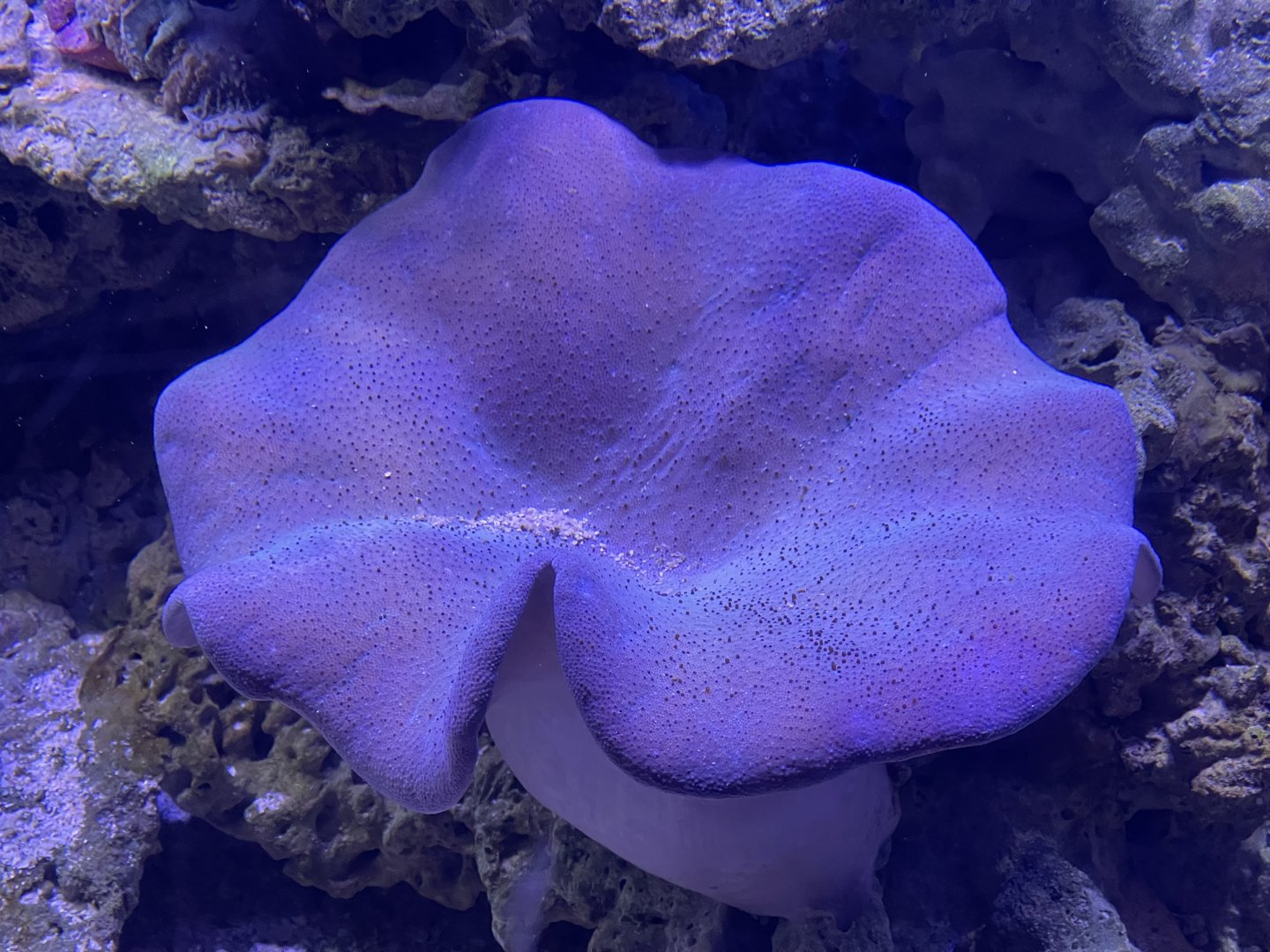 umbrella leather coral (sarcophyton sp.)