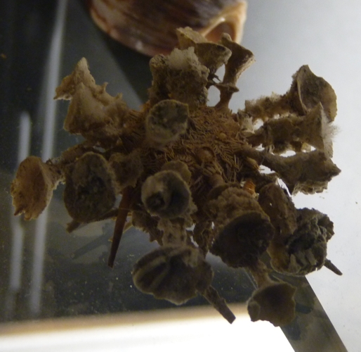 Umbrella-spined urchin (Goniocidaris clypeata?)