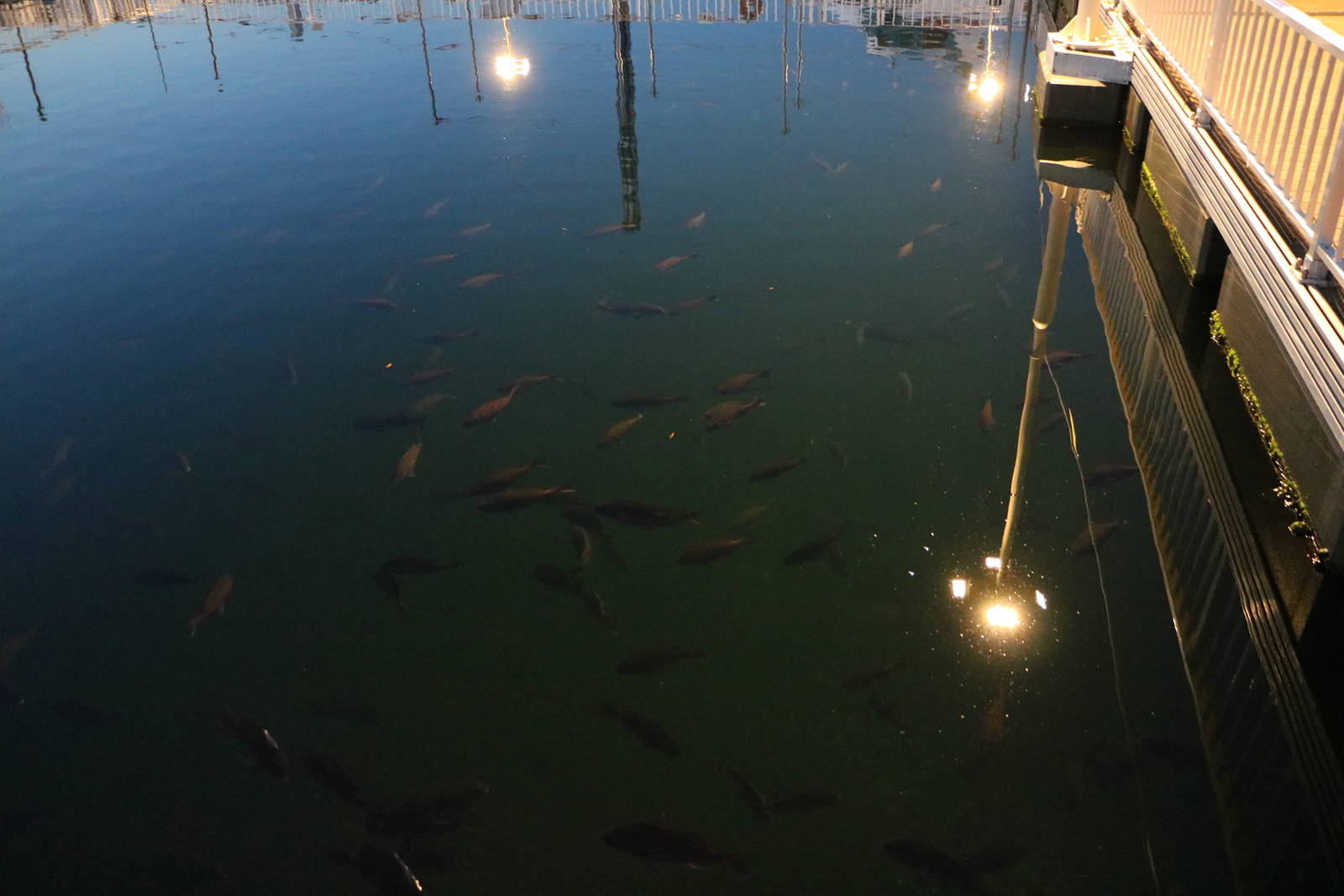 Umi farm fishery, February 2016