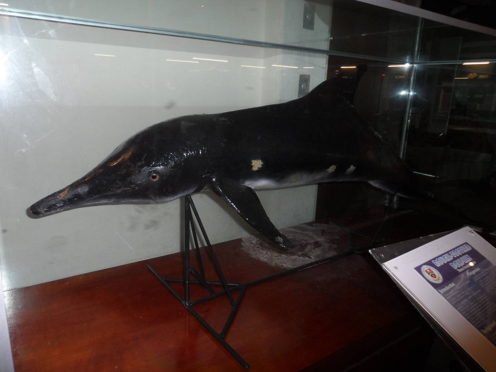 UMS Aquarium and Marine Museum