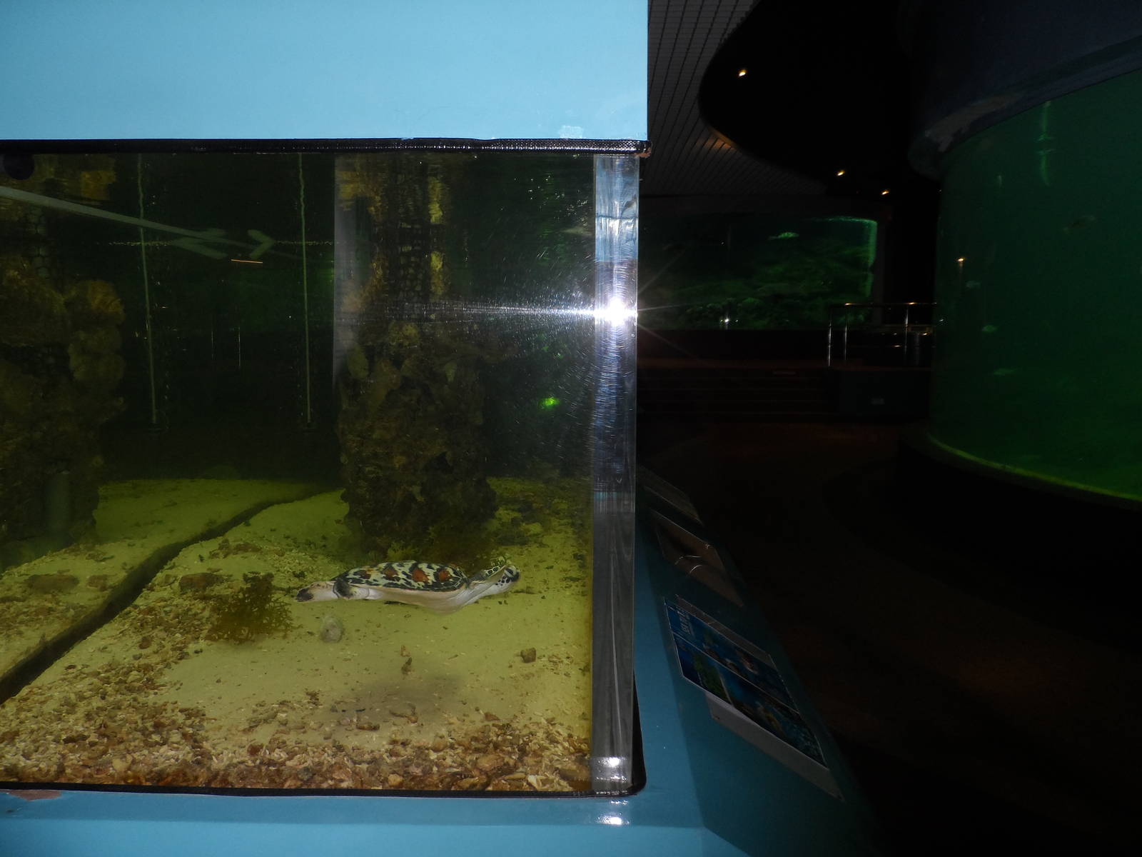 UMS Aquarium and Marine Museum