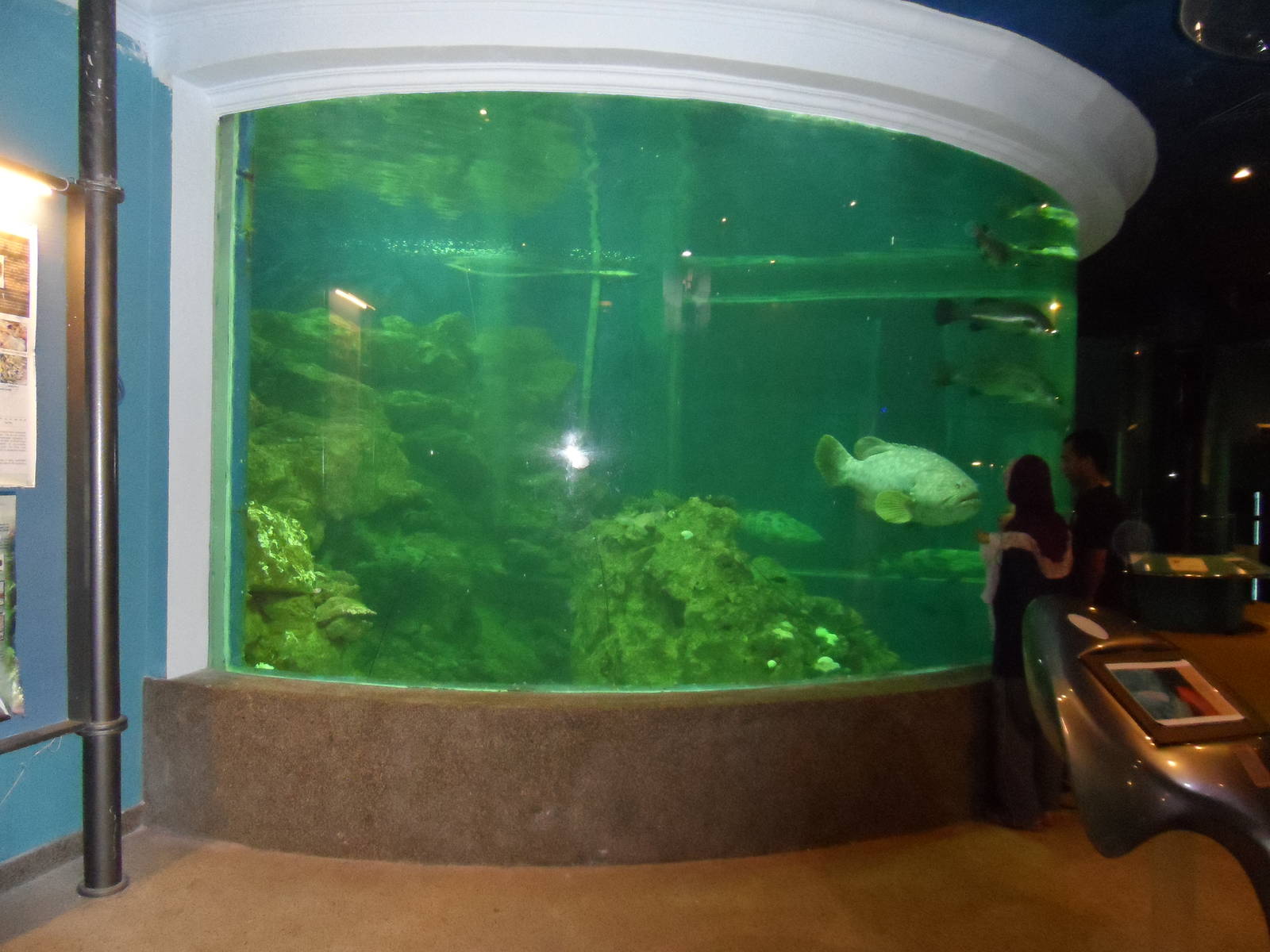 UMS Aquarium and Marine Museum