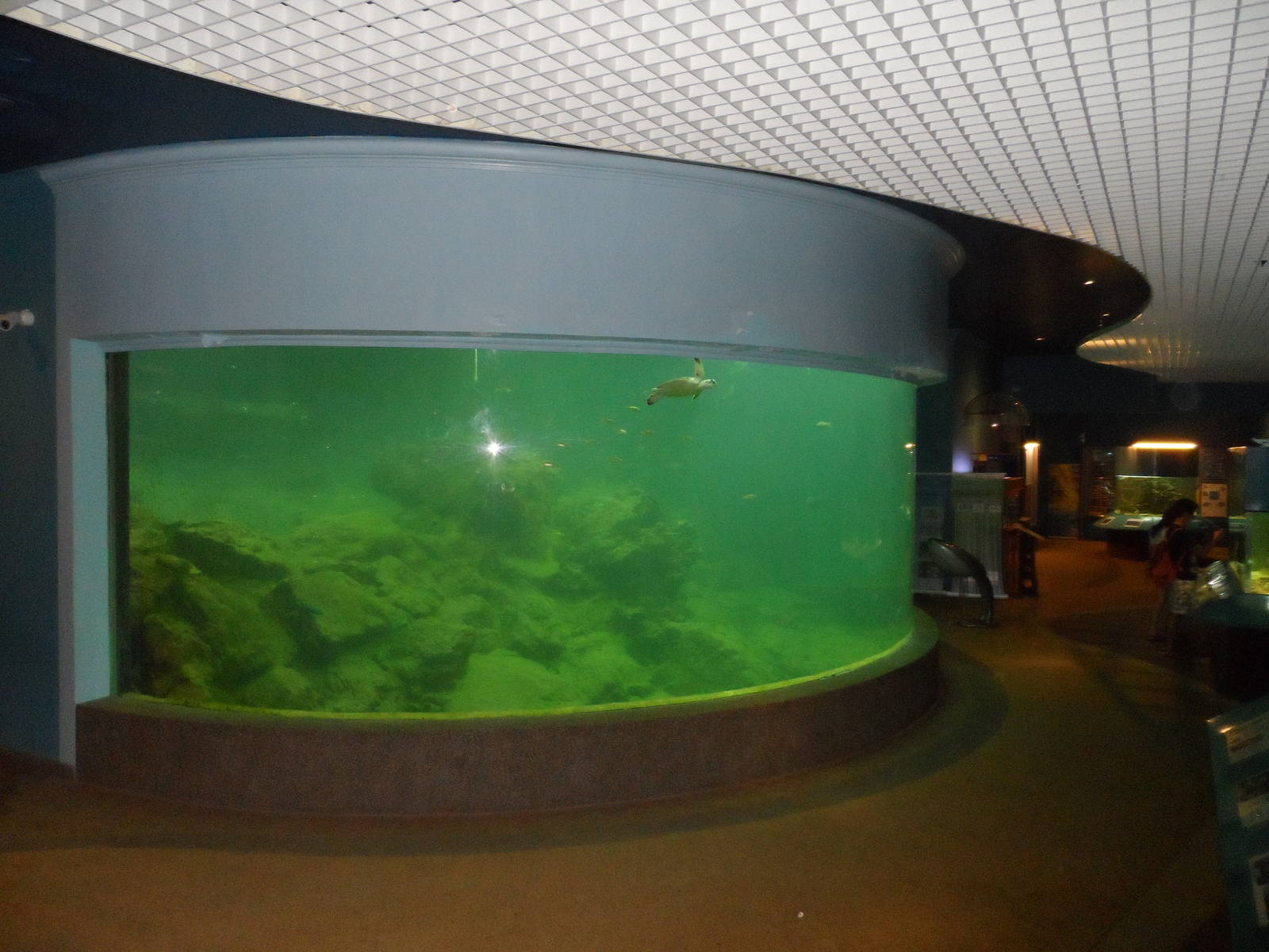 UMS Aquarium and Marine Museum