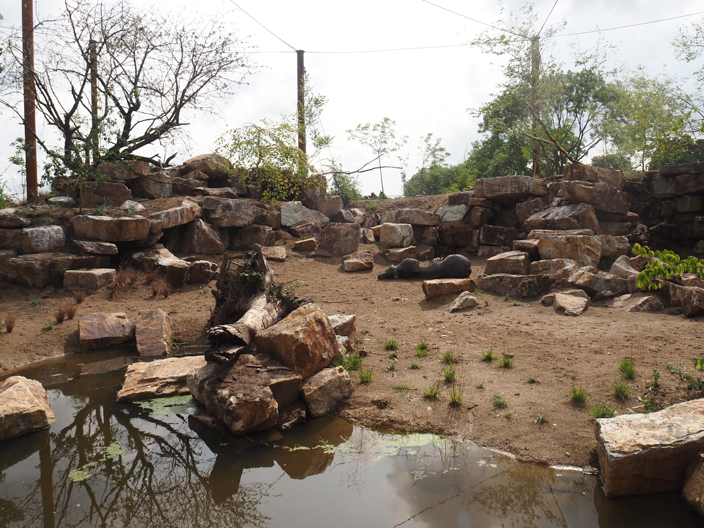Umvikeli - New aviary for vultures, secretary birds and other African birds, 2025-06-09