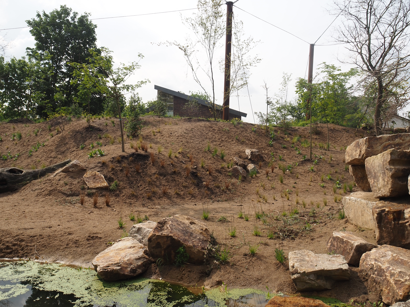 Umvikeli - New aviary for vultures, secretary birds and other African birds, 2025-06-09