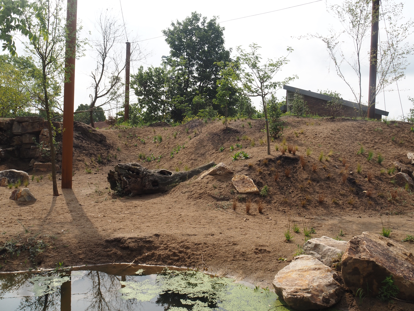 Umvikeli - New aviary for vultures, secretary birds and other African birds, 2025-06-09