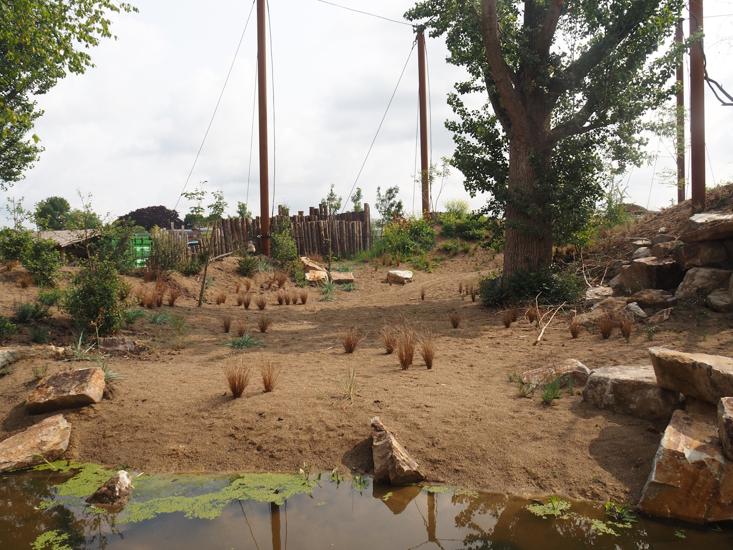 Umvikeli - New aviary for vultures, secretary birds and other African birds, 2025-06-09