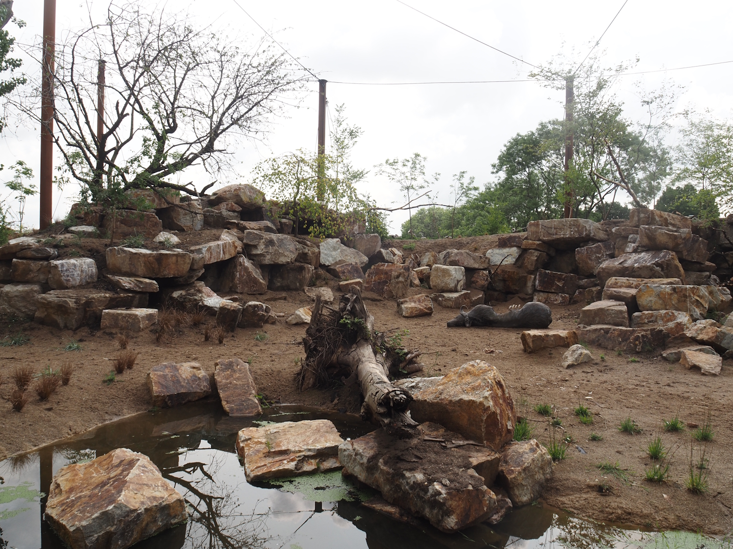Umvikeli - New aviary for vultures, secretary birds and other African birds, 2025-06-09