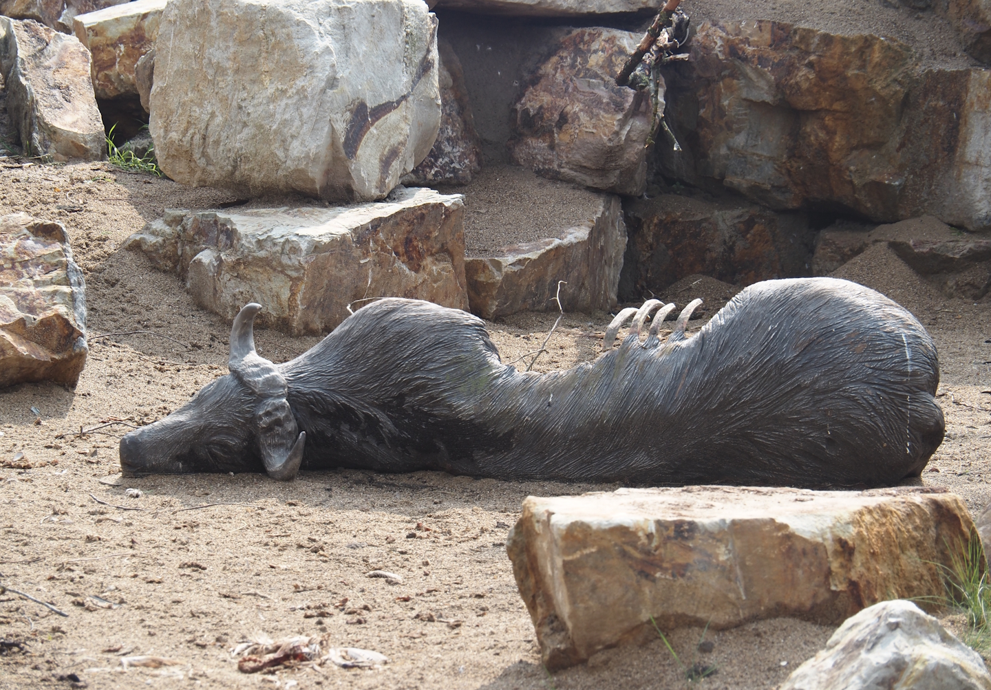 Umvikeli - New aviary for vultures, secretary birds and other African birds - Fake Cape buffalo carcass, 2025-06-09
