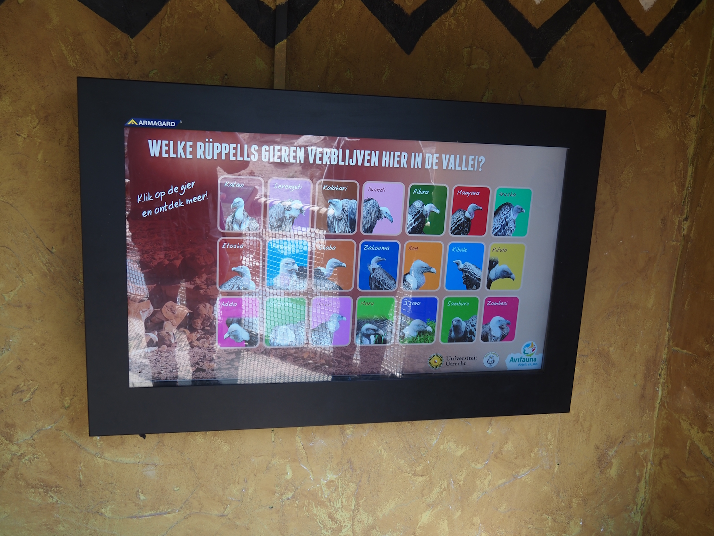 Umvikeli - New aviary for vultures, secretary birds and other African birds - Rüppell's vulture identification screen, 2025-06-09