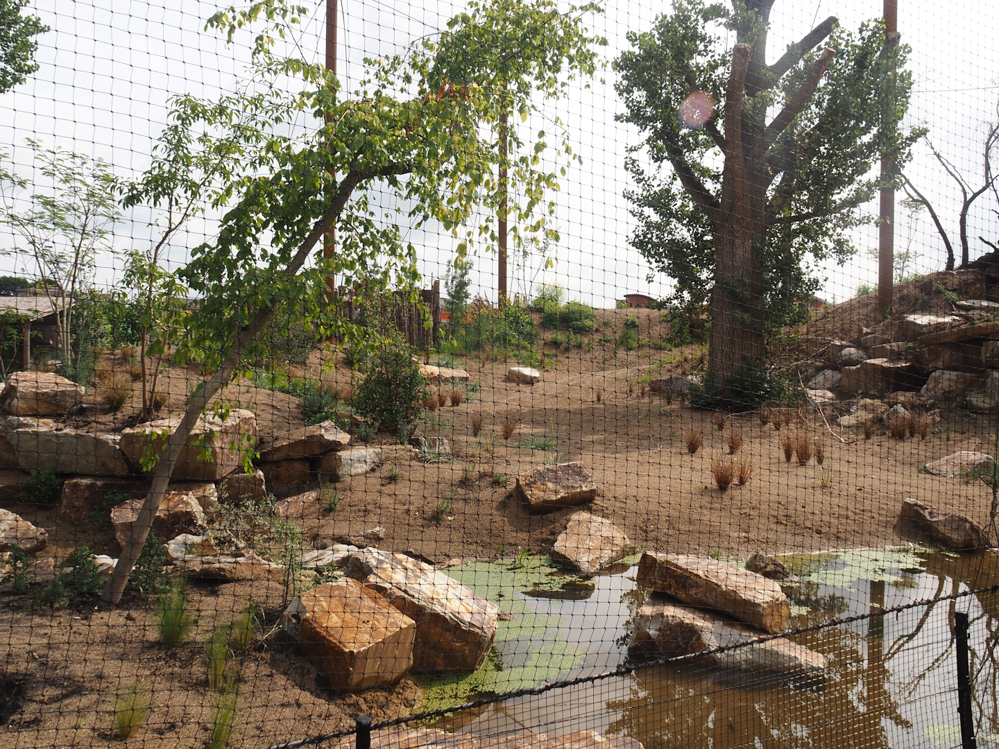 Umvikeli - New aviary for vultures, secretary birds and other African birds - View from outside, 2025-06-09