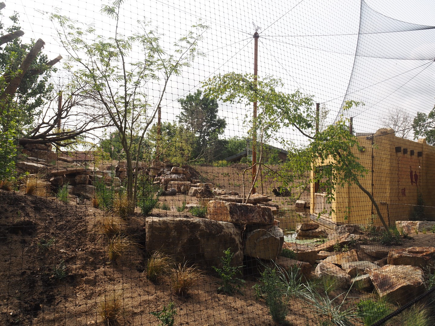 Umvikeli - New aviary for vultures, secretary birds and other African birds - View of aviary and viewing area from outside, 2025-06-09