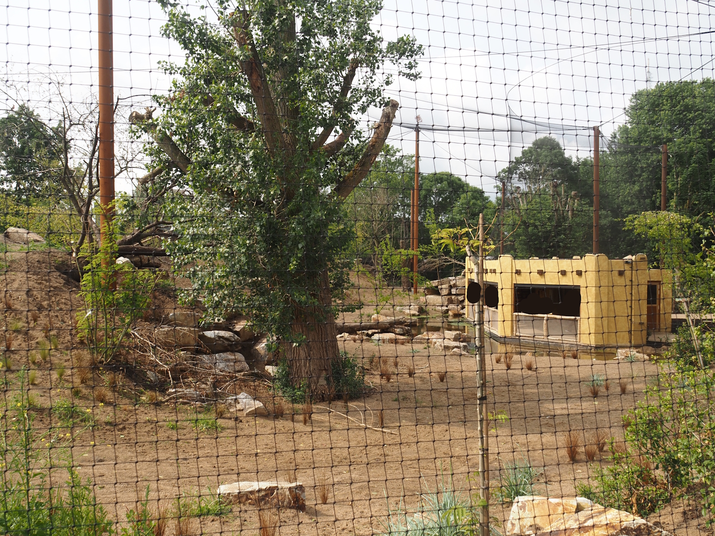 Umvikeli - New aviary for vultures, secretary birds and other African birds - View of aviary and viewing area from outside, 2025-06-09