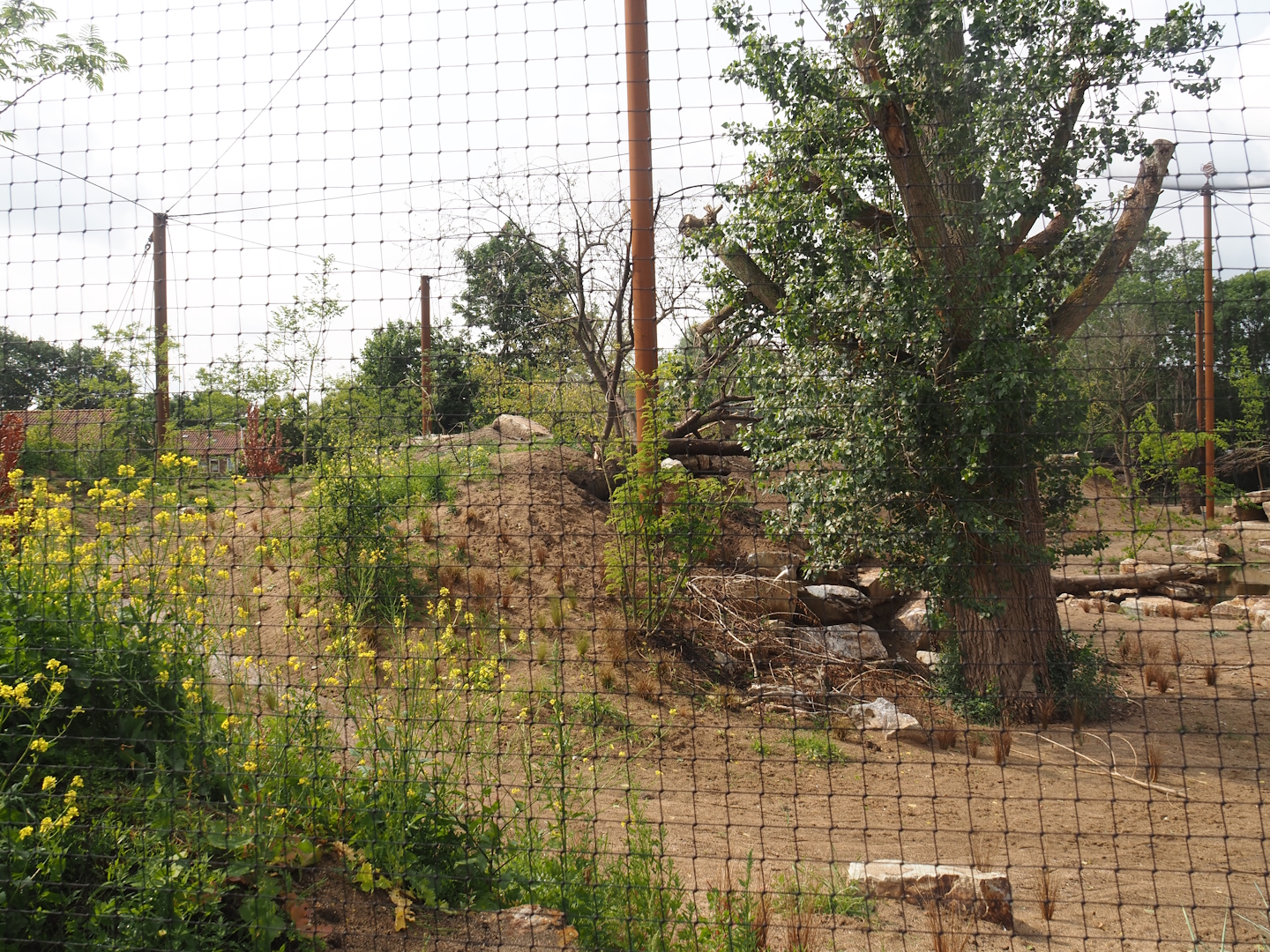 Umvikeli - New aviary for vultures, secretary birds and other African birds - View of aviary from outside, 2025-06-09
