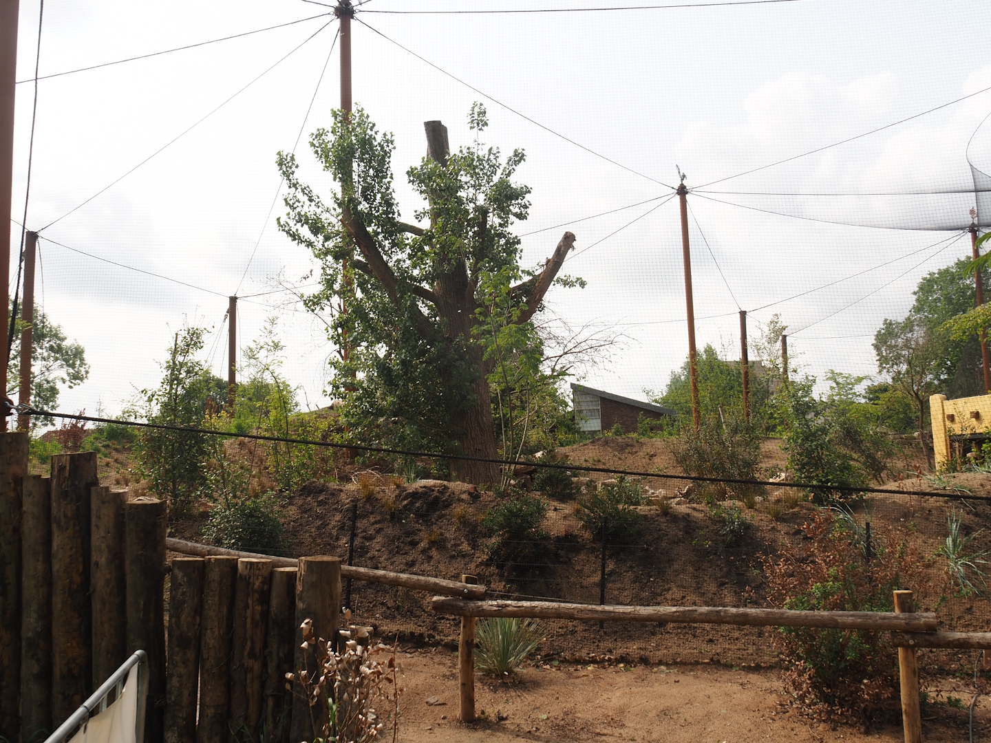 Umvikeli - New aviary for vultures, secretary birds and other African birds - View of aviary from outside, 2025-06-09