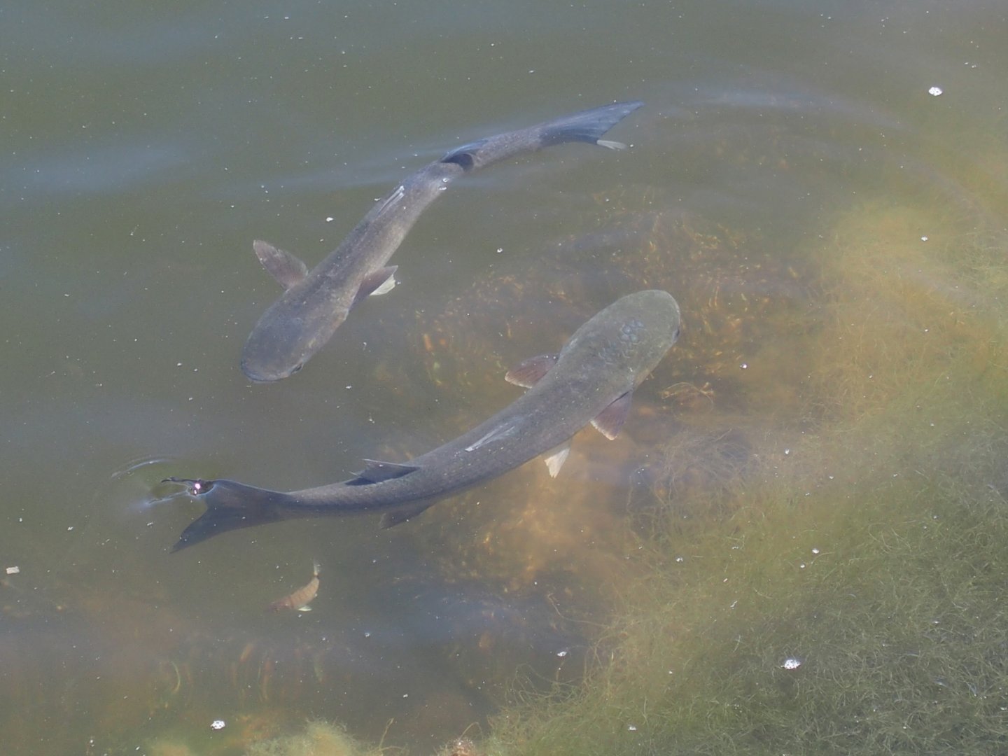 Un know fish in the saline area of the lagoon.